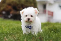 Jakson, a male Maltese for sale in Sugarcreek, OH – Photo 1 of 5