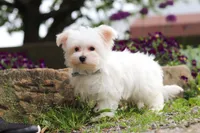 Jakson, a male Maltese for sale in Sugarcreek, OH – 5 of 9
