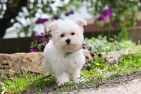Jakson, a male Maltese for sale in Sugarcreek, OH – 2 of 9
