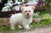 Jakson, a male Maltese for sale in Sugarcreek, OH – 3 of 9