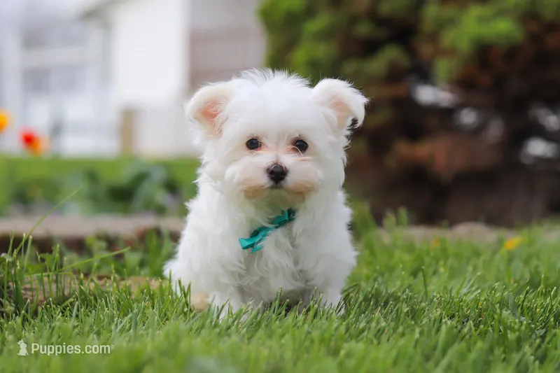 Jakson – Maltese puppy for sale in Sugarcreek, OH