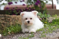 Jakson, a male Maltese for sale in Sugarcreek, OH – 7 of 9