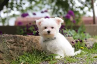 Jakson, a male Maltese for sale in Sugarcreek, OH – 9 of 9