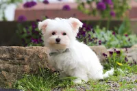 Jakson, a male Maltese for sale in Sugarcreek, OH – 6 of 9