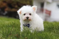 Jakson, a male Maltese for sale in Sugarcreek, OH – Photo 3 of 5
