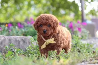 Jance, a male Poodle - Miniature  for sale in Sugarcreek, OH – 9 of 10