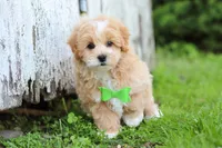 Joel, a male Maltipoo for sale in Sugarcreek, OH – 7 of 10