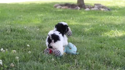Smore, a female Maltipoo for sale in Sugarcreek, OH – 8 of 8