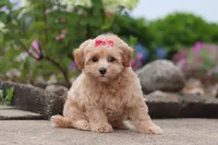 Nellie, a female Maltipoo for sale in Sugarcreek, OH – 5 of 8