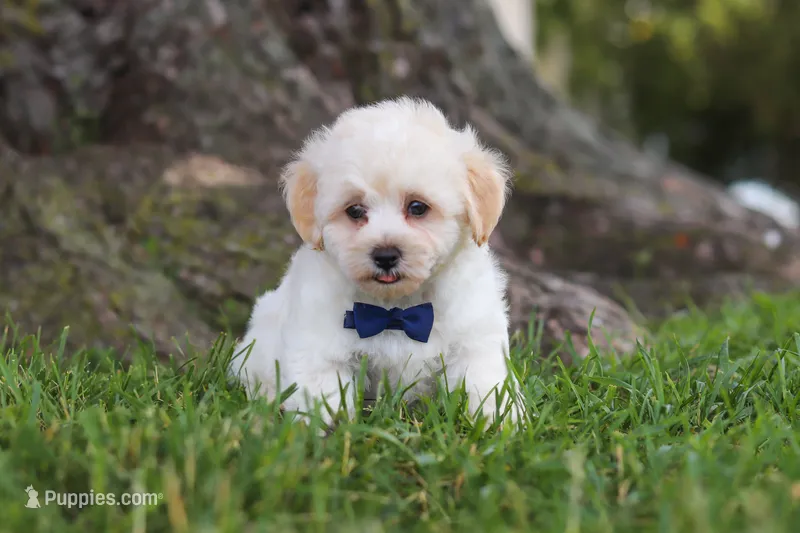 Marshmelllow – Maltipoo puppy for sale in Sugarcreek, OH