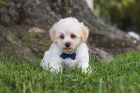 Marshmelllow, a male Maltipoo for sale in Sugarcreek, OH – 1 of 7