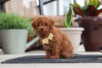 Keith, a male Maltipoo for sale in Sugarcreek, OH – 8 of 9