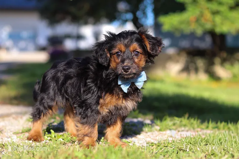 Patter – Yorkipoo puppy for sale in Sugarcreek, OH