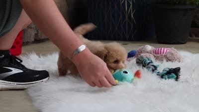 Kenny, a male Maltipoo for sale in Sugarcreek, OH – 7 of 7