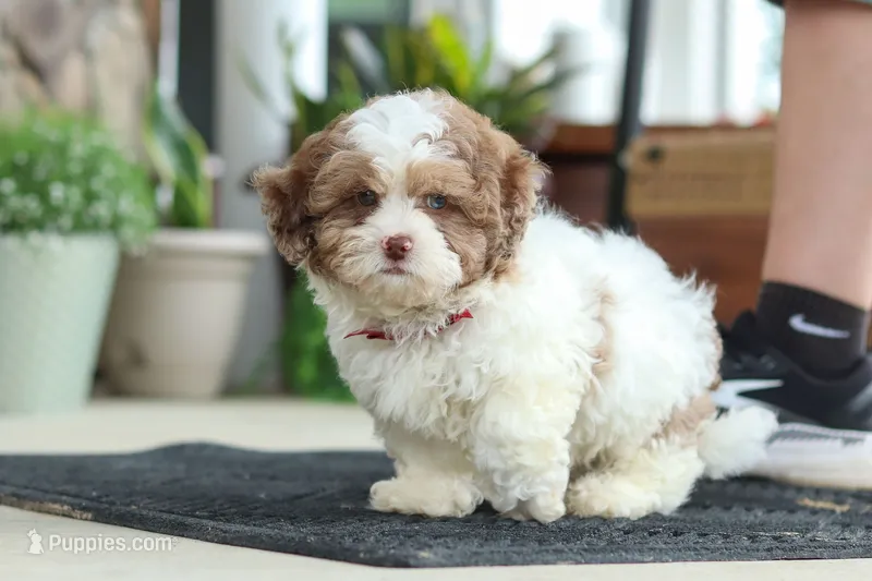 Thomas – Shihpoo puppy for sale in Sugarcreek, OH