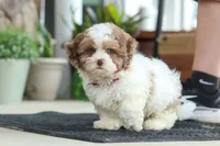 Thomas, a male Shihpoo for sale in Sugarcreek, OH – 1 of 8