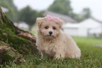 Nora, a female Maltipoo for sale in Sugarcreek, OH – 4 of 10