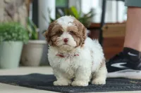 Thomas, a male Shihpoo for sale in Sugarcreek, OH – 5 of 8