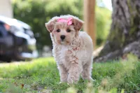 Peanut, a female Maltipoo for sale in Sugarcreek, OH – 7 of 9