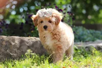 Posie , a female Maltipoo for sale in Sugarcreek, OH – 2 of 9
