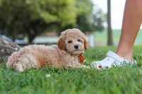 Brunco, a male Poodle - Miniature  for sale in Sugarcreek, OH – 3 of 8