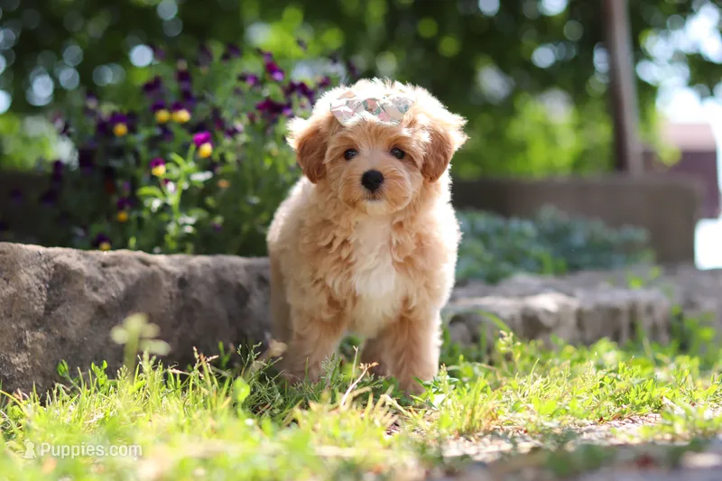 Posie  – Maltipoo puppy for sale in Sugarcreek, OH