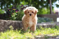 Posie , a female Maltipoo for sale in Sugarcreek, OH – 1 of 9