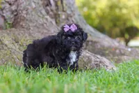 Pretzel, a female Maltipoo for sale in Sugarcreek, OH – 5 of 8