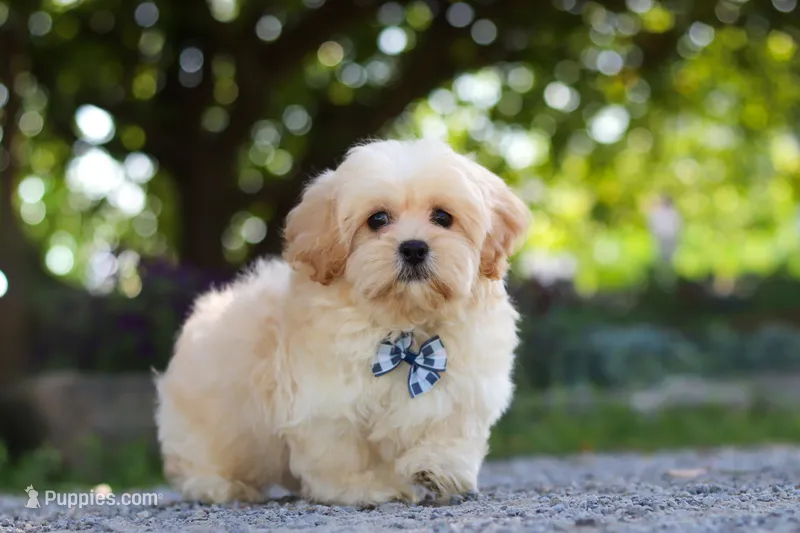 Trandon – Shihpoo puppy for sale in Sugarcreek, OH
