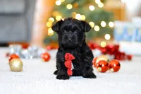 Anson, a male Yorkipoo for sale in Sugarcreek, OH – Photo 1 of 4