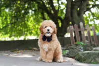 Brunco, a male Poodle - Miniature  for sale in Sugarcreek, OH – 6 of 8