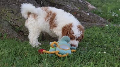 Brently, a male Poodle - Miniature  for sale in Sugarcreek, OH – 6 of 6