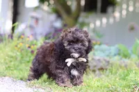Tyler, a male Shihpoo for sale in Sugarcreek, OH – 7 of 8
