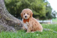 Brunco, a male Poodle - Miniature  for sale in Sugarcreek, OH – 4 of 8