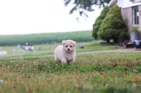 Nora, a female Maltipoo for sale in Sugarcreek, OH – 7 of 10
