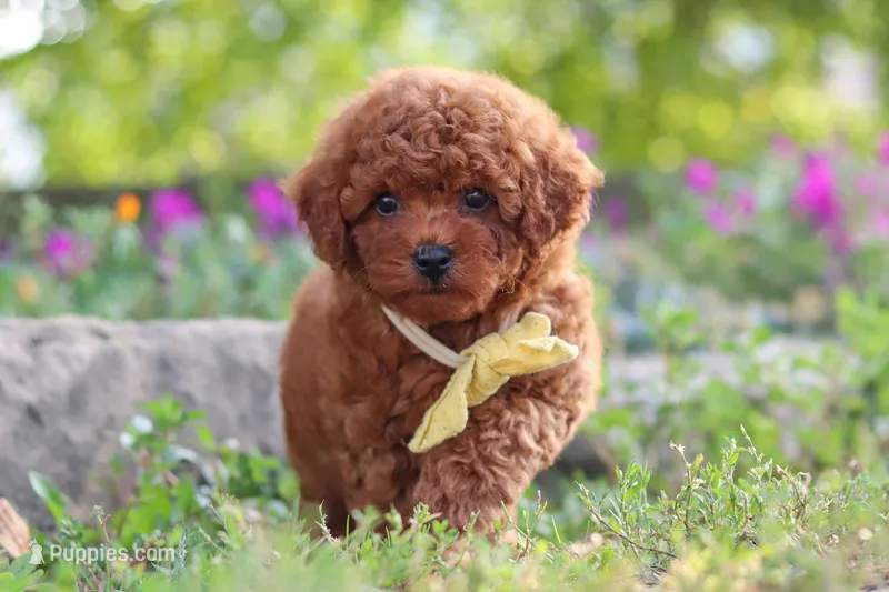 Jance – Poodle - Miniature  puppy for sale in Sugarcreek, OH