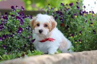 Joey, a male Maltipoo for sale in Sugarcreek, OH – 1 of 8