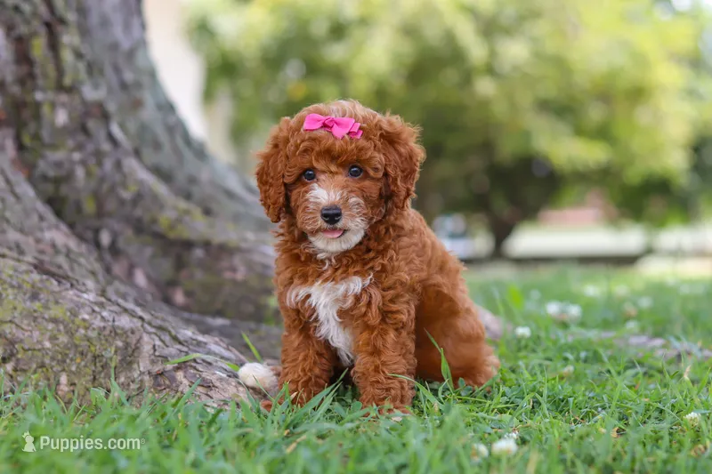 Brenda – Poodle - Miniature  puppy for sale in Sugarcreek, OH