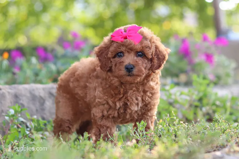 Jill – Poodle - Miniature  puppy for sale in Sugarcreek, OH