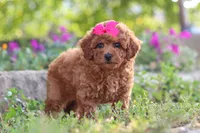 Jill, a female Poodle - Miniature  for sale in Sugarcreek, OH – 1 of 6