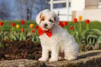 Charles, a male Poodle - Miniature  for sale in Sugarcreek, OH – Photo 9 of 10