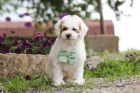 Charles, a male Poodle - Miniature  for sale in Sugarcreek, OH – 4 of 10
