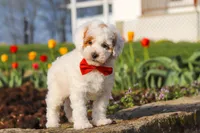 Charles, a male Poodle - Miniature  for sale in Sugarcreek, OH – Photo 10 of 10