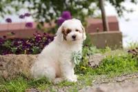Charles, a male Poodle - Miniature  for sale in Sugarcreek, OH – 7 of 10