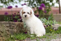 Charles, a male Poodle - Miniature  for sale in Sugarcreek, OH – 5 of 10