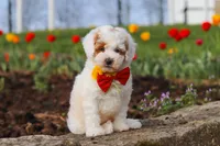 Charles, a male Poodle - Miniature  for sale in Sugarcreek, OH – Photo 6 of 10