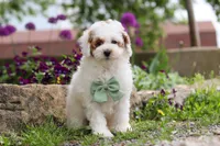 Charles, a male Poodle - Miniature  for sale in Sugarcreek, OH – 8 of 10