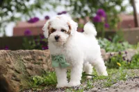 Charles, a male Poodle - Miniature  for sale in Sugarcreek, OH – 10 of 10
