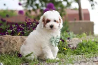 Charles, a male Poodle - Miniature  for sale in Sugarcreek, OH – 3 of 10