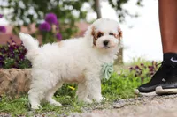 Charles, a male Poodle - Miniature  for sale in Sugarcreek, OH – 6 of 10